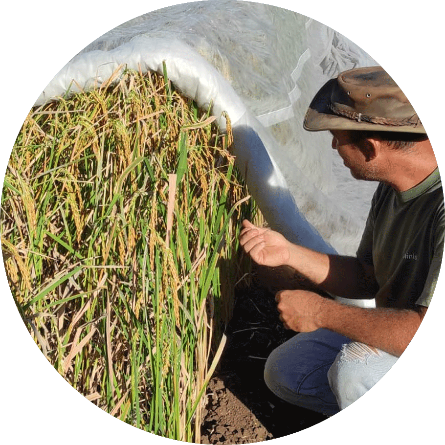 materiel riz a la reunion plantation professionnel et particulier