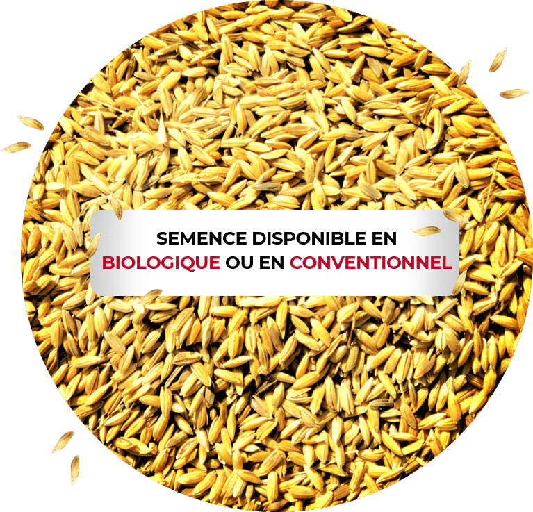 securite-alimentaire-schema (1)