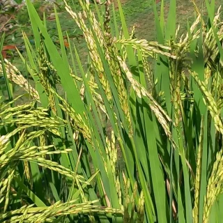 PARTICULIER-Plantation-de-David-a-Ste-Anne