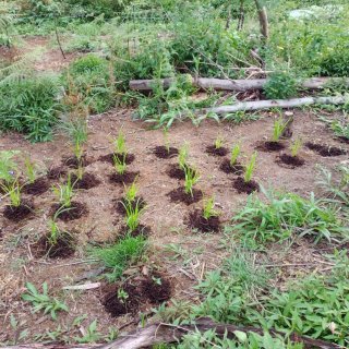 PARTICULIER - Plantation de Jean-Louis à St-Paul