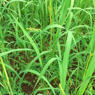 PARTICULIER - Plantation de Jean-Louis à l'Entre-Deux