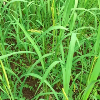 PARTICULIER-Plantation-de-Jean-Louis-a-lEntre-Deux