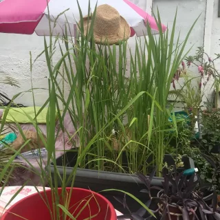 PARTICULIER-Plantation-de-Magalie-a-Bras-Panon