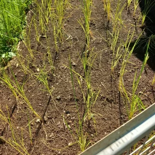 PARTICULIER-Plantation-de-Patrick-a-St-Paul