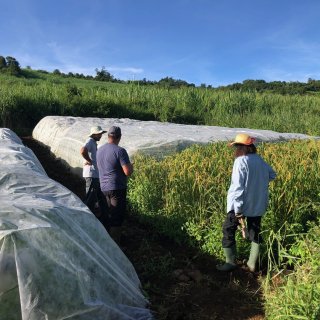 PROFESSIONNEL - Plantation de Riz Réunion à St-Paul