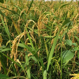 PROFESSIONNEL-Plantation-de-Riz-Reunion-rotated