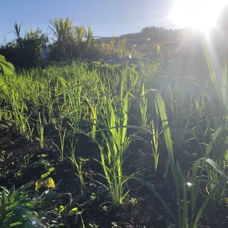 Riz-dan-potager-2
