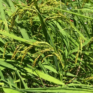 Riz-dans-ecole-8