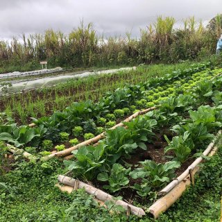 Riz dans potager